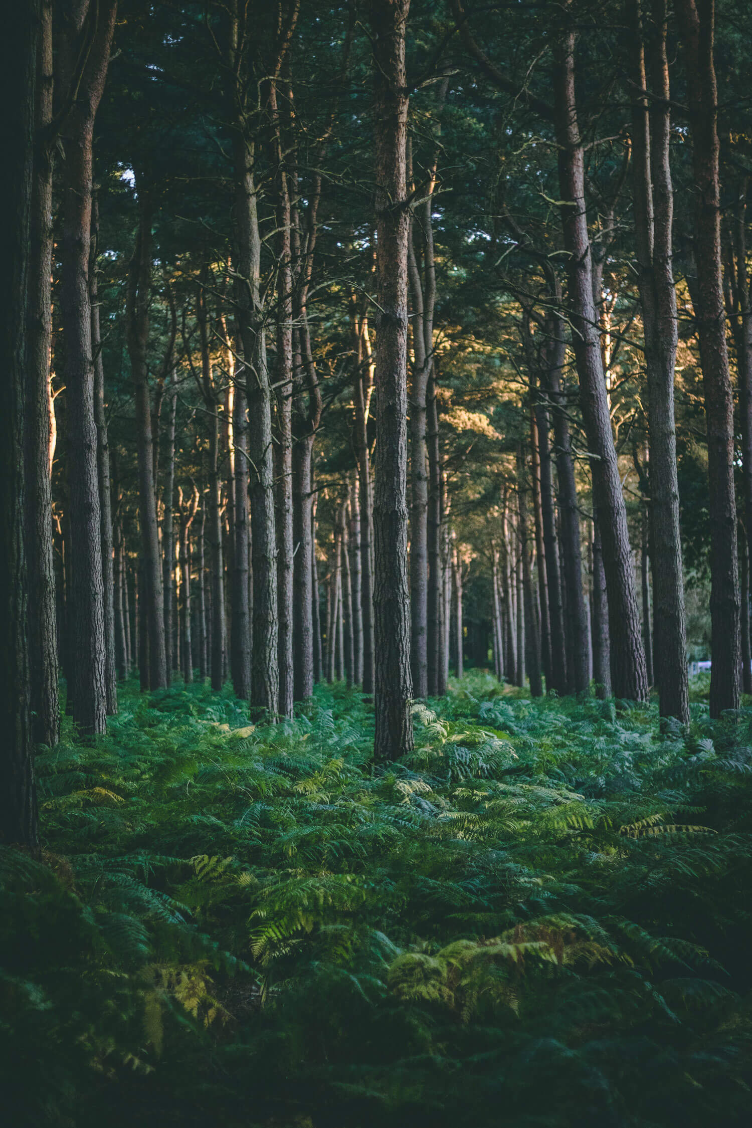 Trees in forest