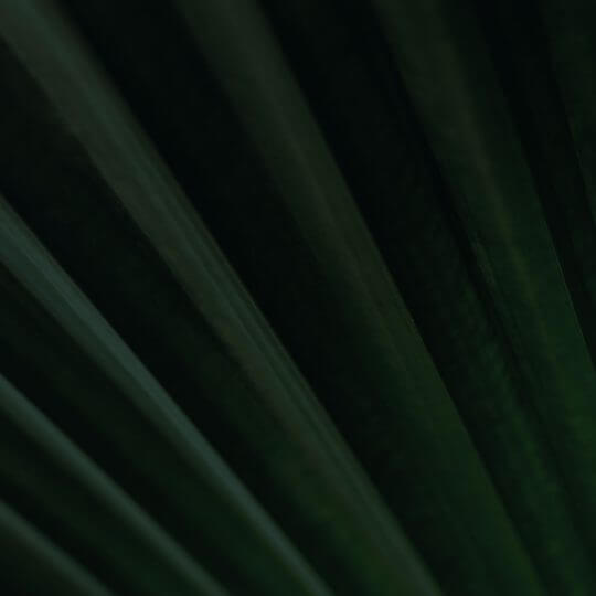 Close-up of flax